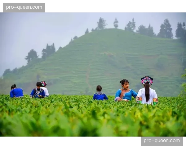 黄金茶羽四省边区邀请赛落幕，以羽球为媒推动茶旅体融合